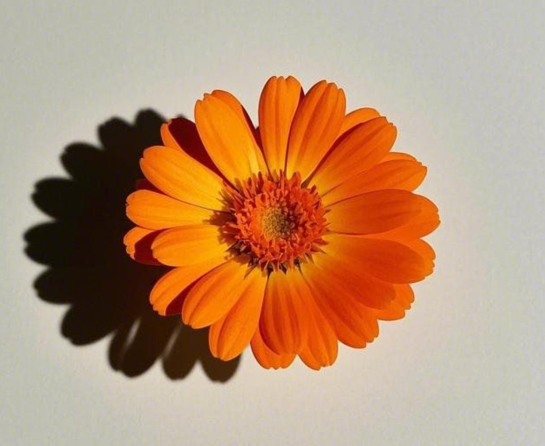 10 UNKNOWN SKINCARE BENEFITS OF CALENDULA FOR MANAGING HORMONAL IMBALANCE