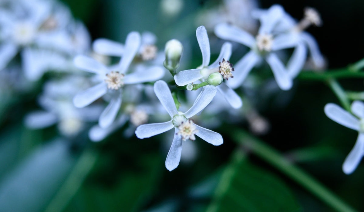 SKINCARE BENEFITS OF NEEM TO REDUCE HORMONAL ACNE + INFLAMMATION