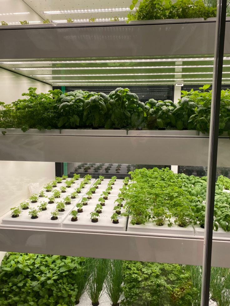 WHAT IS A HYDROPONIC CAFE?