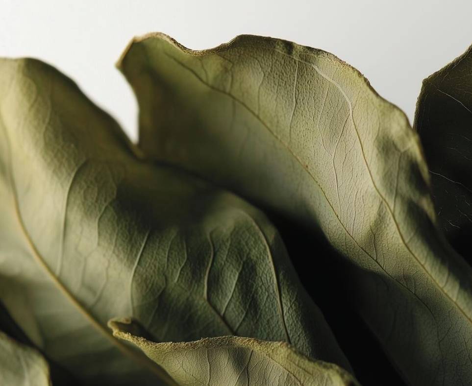 WHAT ARE ADAPTOGENS AND WHAT DO THEY DO?