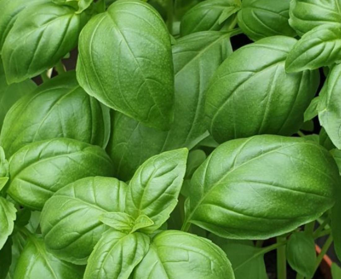 WHAT IS THE MOST POWERFUL ADAPTOGEN