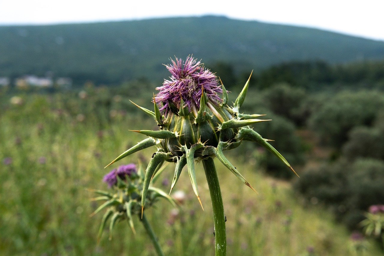 10 TRANSFORMATIONAL BENEFITS OF MILK THISTLE TO FIGHT AGAINST HORMONAL ACNE + PCOS